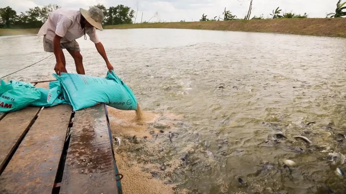 alimentação de peixes