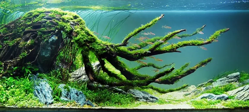 aquascaping