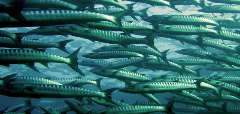 peixes de água ácida