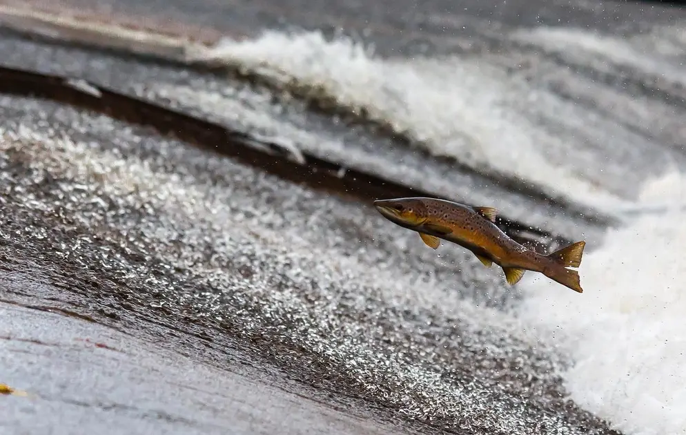 peixes de água doce