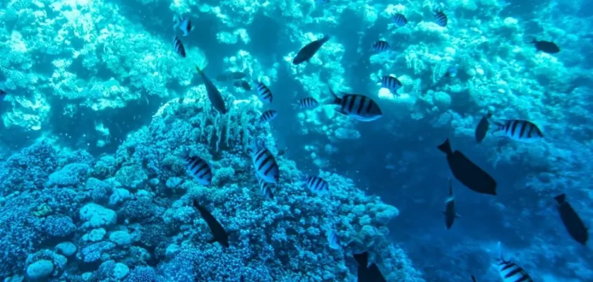 peixes de água dura