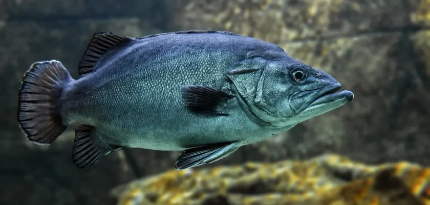 peixes de água fria