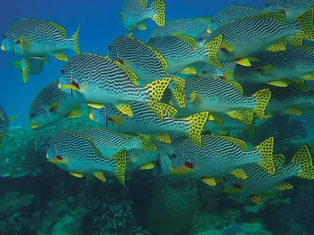 peixes para iniciantes