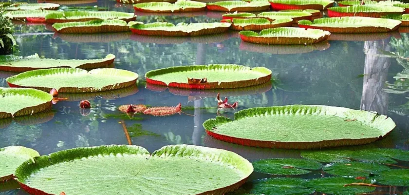 plantas aquáticas